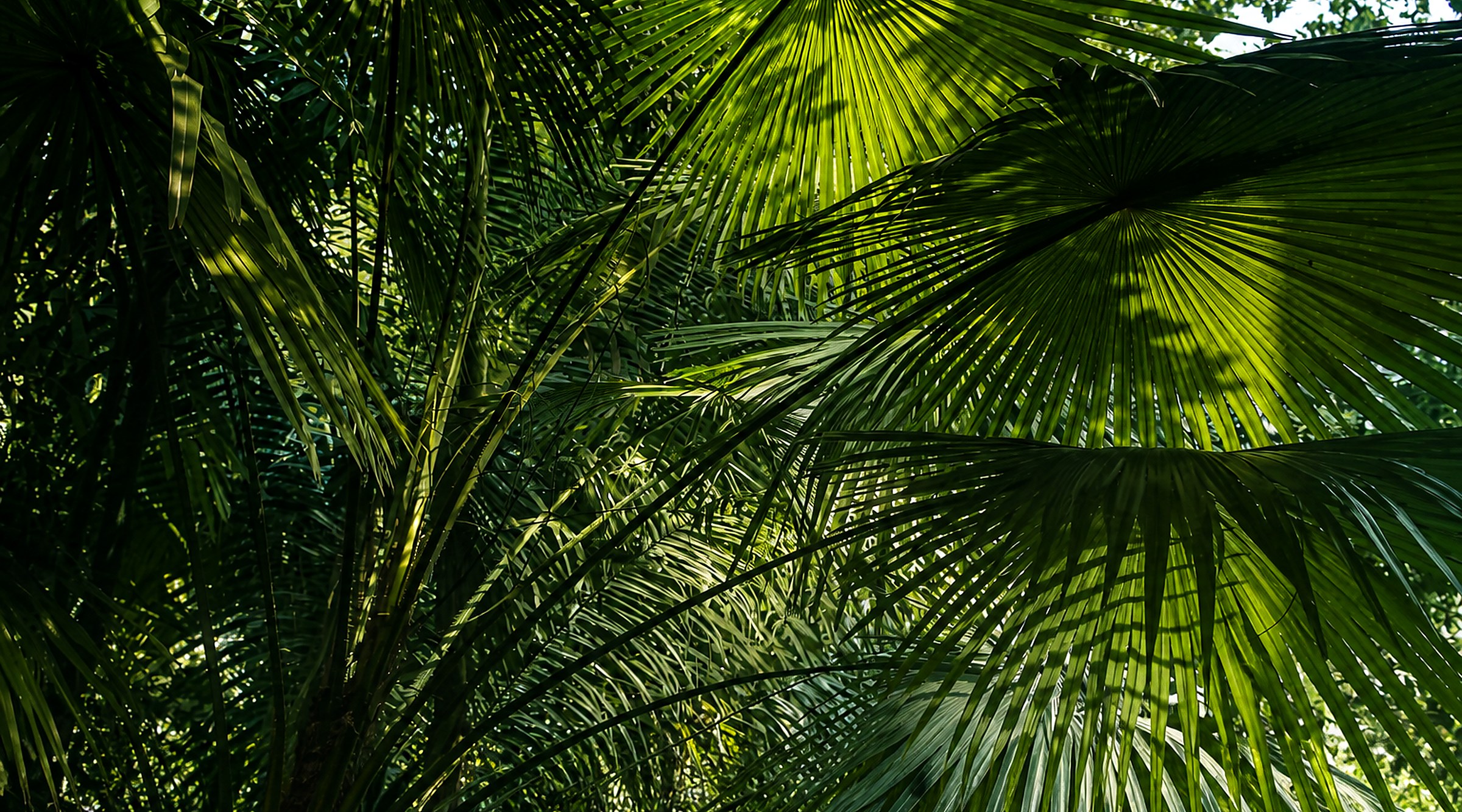 Kokoda jungle canopy